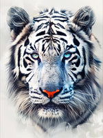 Tiger schwarz weiss mit blauen Augen