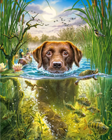 Labrador im Wasser